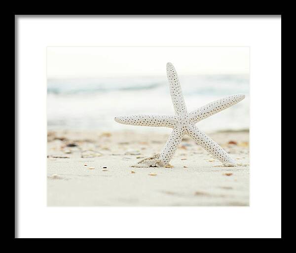 Starfish #4 - Framed Print