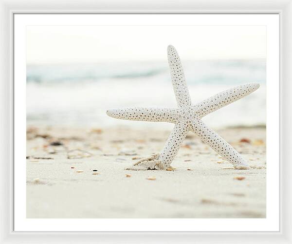 Starfish IV | Framed Print | Coastal Wall Art