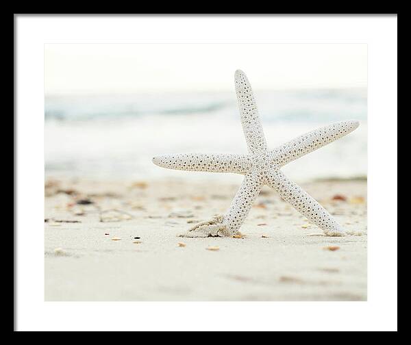 Starfish #4 - Framed Print