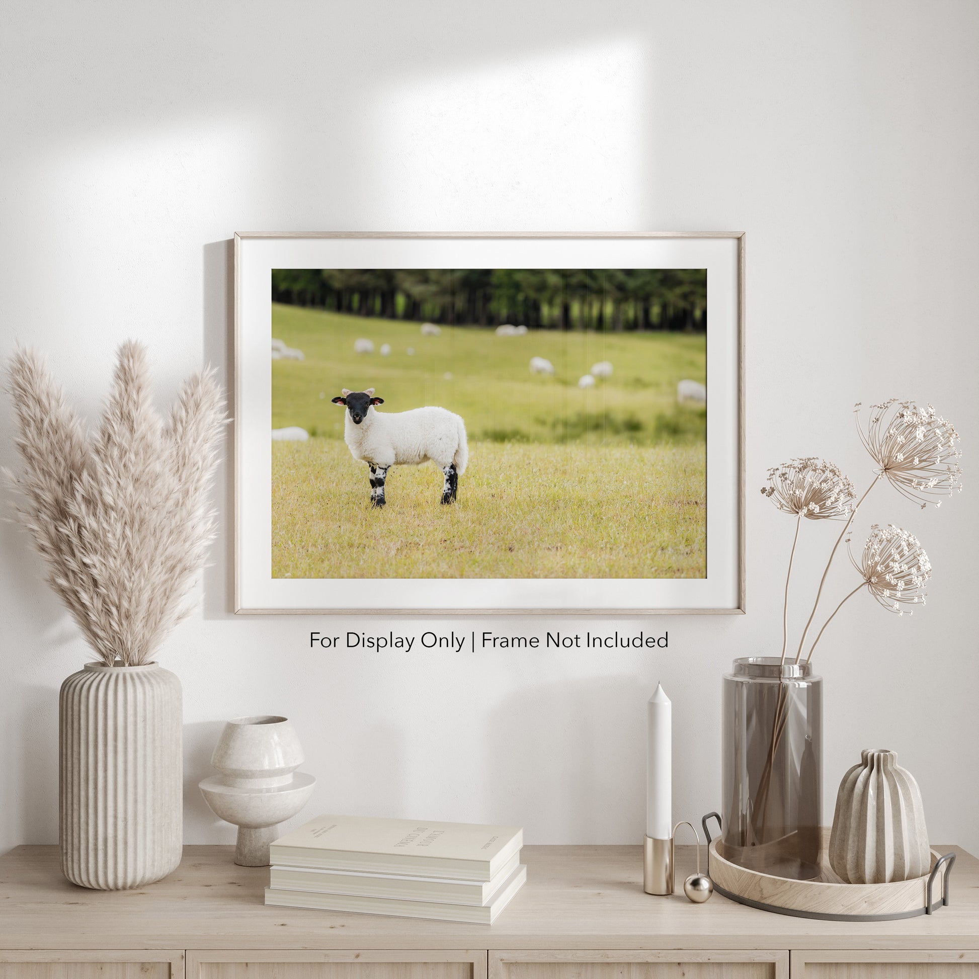 Scottish sheep standing in a green pasture with blurred flock in the background, rustic countryside photography.