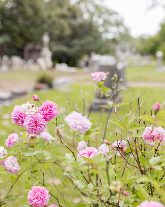 A photograph featuring pink China roses growing in a cemetery setting with a background of headstones and trees.