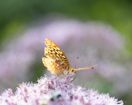 A vibrant photograph of an orange butterfly on a purple flower, available as a print or canvas wall art.
