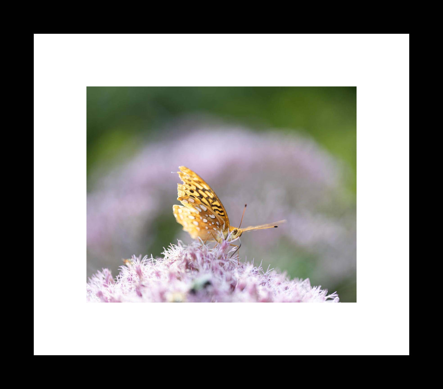Lace Upon the Wind | Orange Butterfly Wall Art