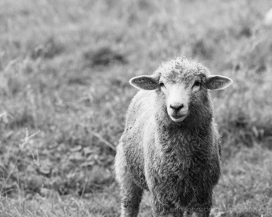 Black and white photograph of a sheep looking directly at the camera, set against a blurred background of a field.