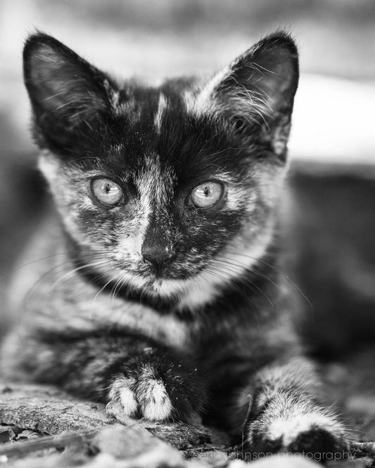 Black and White Kitten Portrait | Cat Photography Print