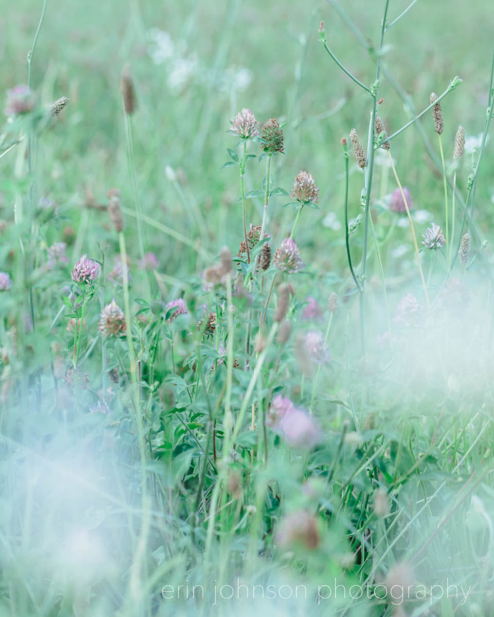 Wild Clover Photography Print Collection | Set of 3