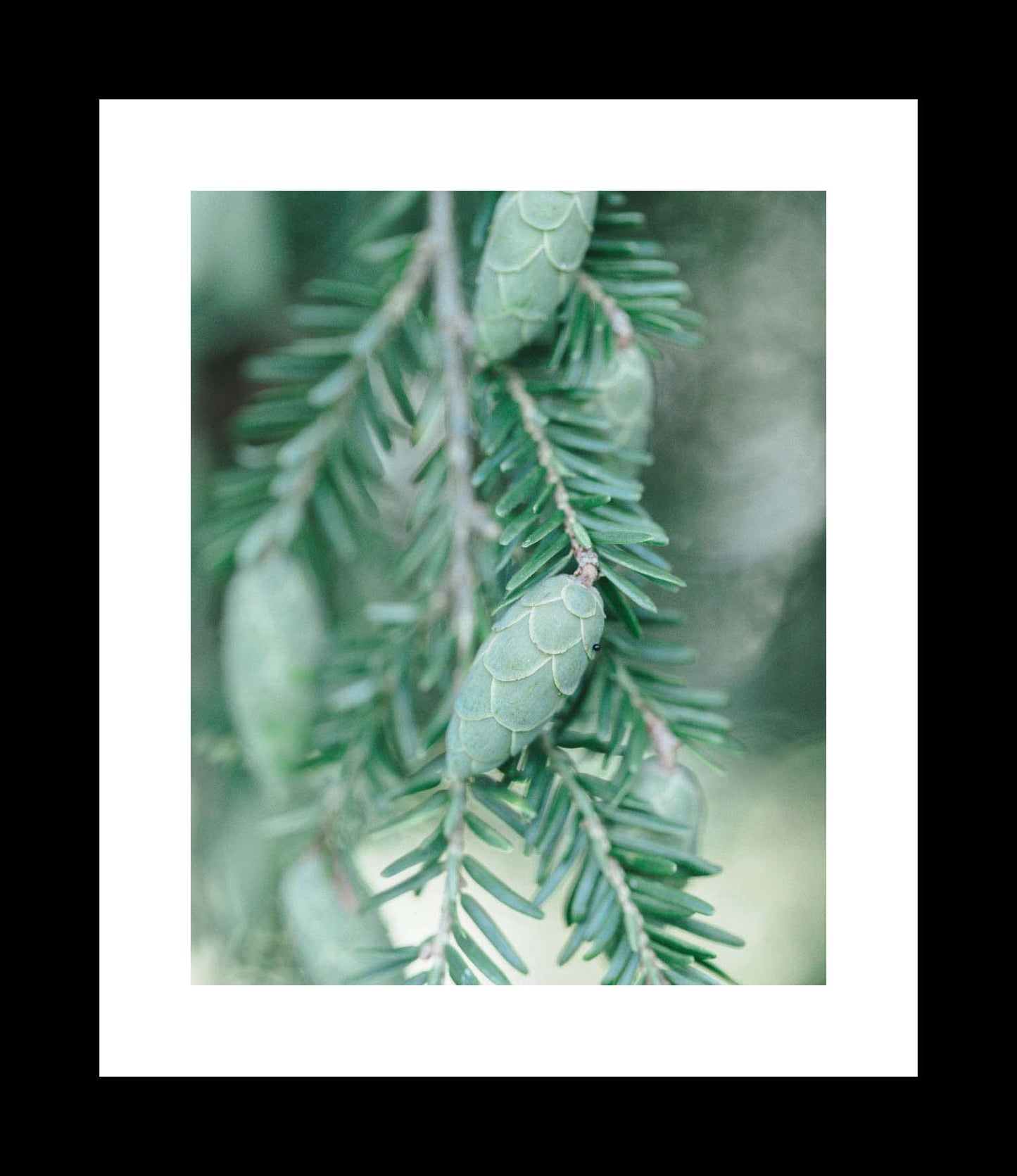 Eastern Hemlock Tree | Botanical Photography Print