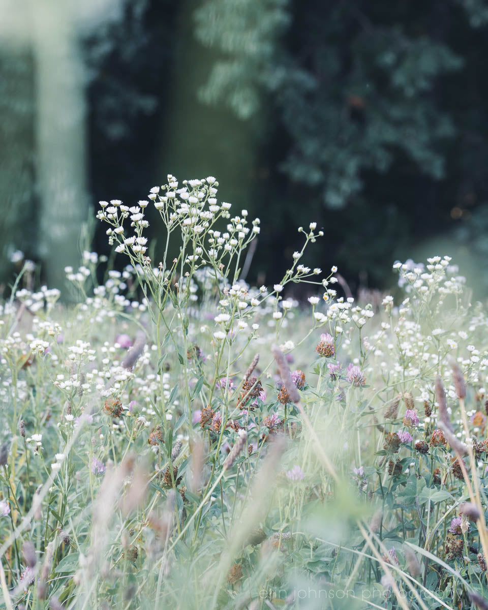 a field of wildflowers in the middle of a forest