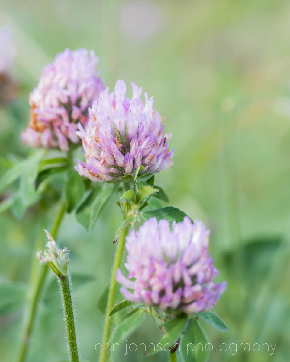 Wild Clover Photography Print Collection | Set of 3