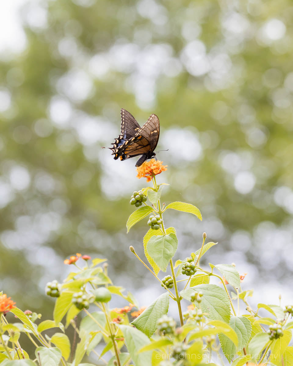 a butterfly sitting on top of a flower
