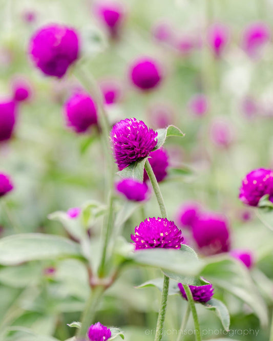 Purple Clover | Wildflower Photography Print
