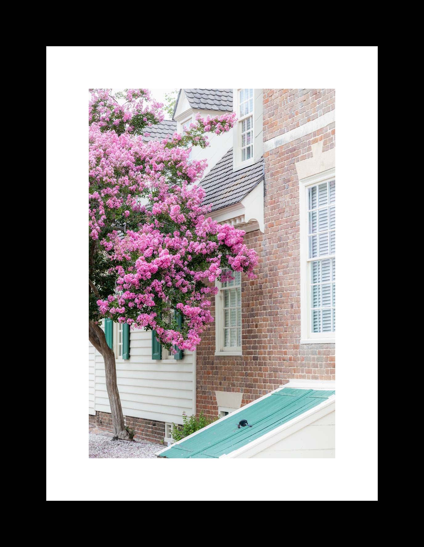 A photograph featuring a Crape Myrtle tree in bloom, with a historic brick building in the background in Williamsburg, Virginia