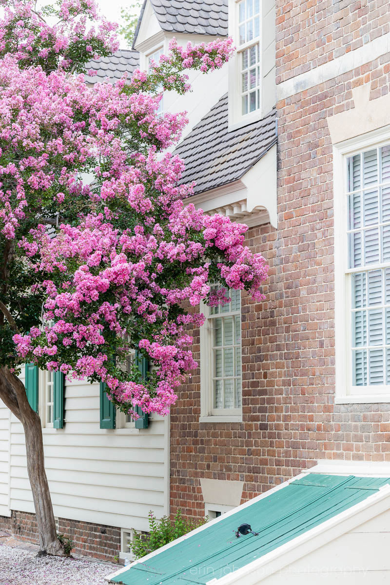 A photograph featuring a Crape Myrtle tree in bloom, with a historic brick building in the background in Williamsburg, Virginia