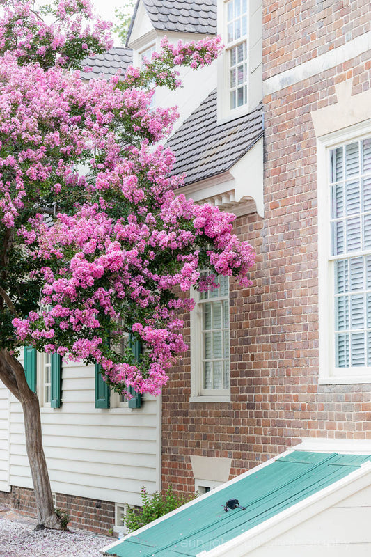 A photograph featuring a Crape Myrtle tree in bloom, with a historic brick building in the background in Williamsburg, Virginia