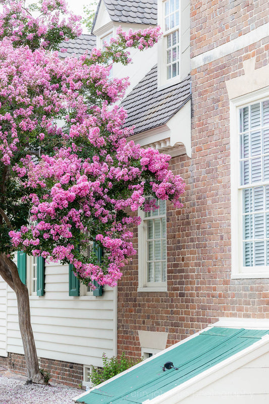 a tree with purple flowers in front of a house