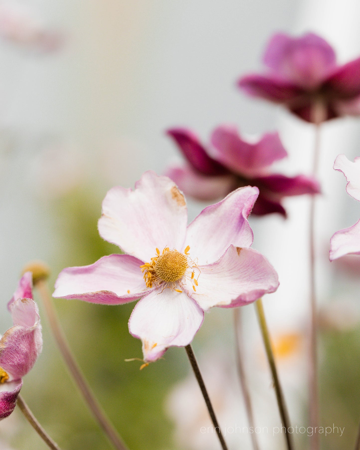 Japanese Anemone Floral Photography Print Collection | Set of 3