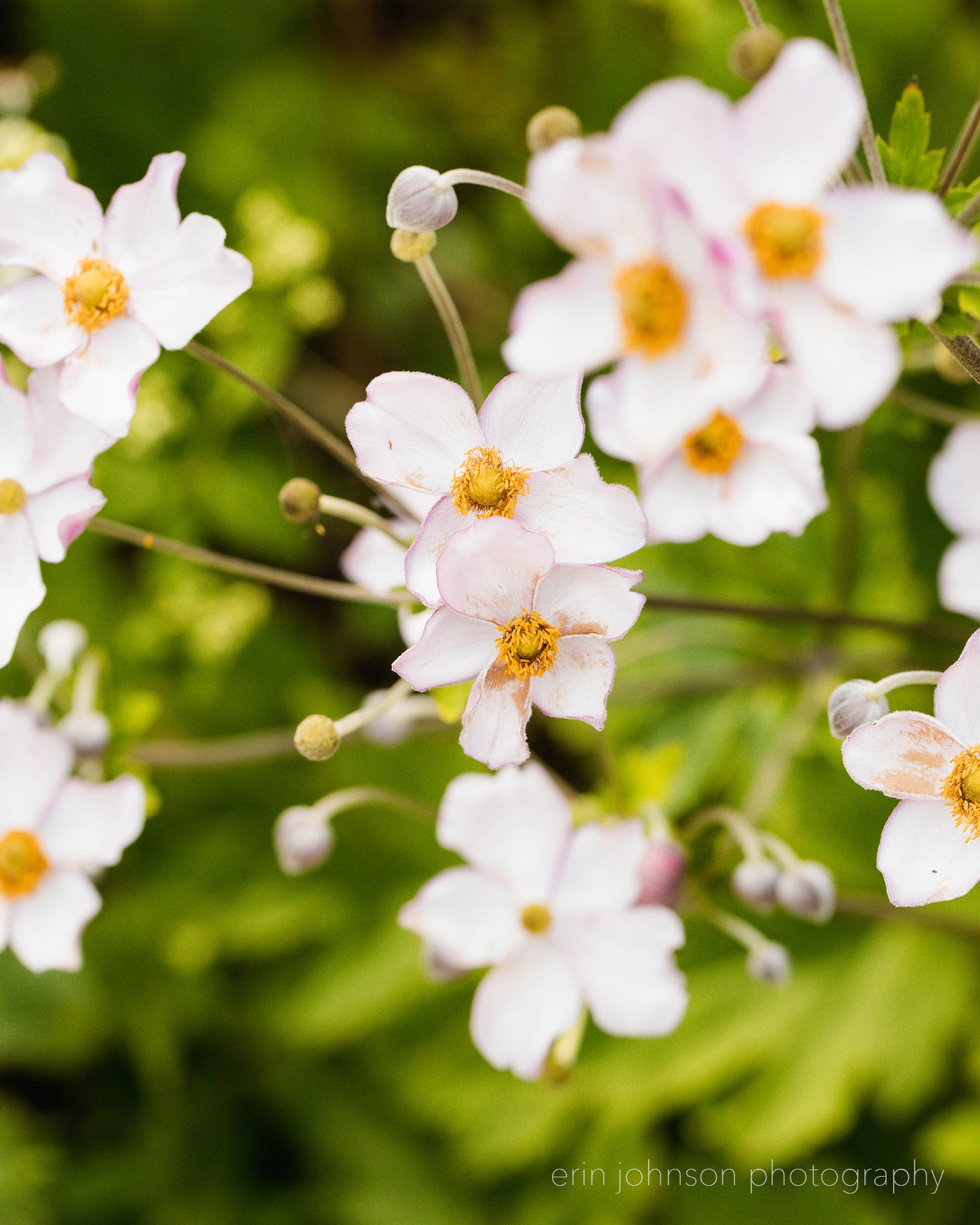 Japanese Anemone Floral Photography Print Collection | Set of 3