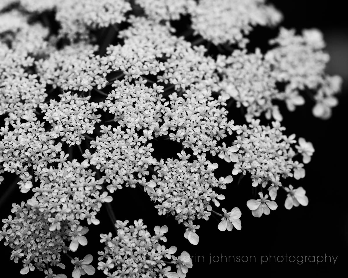 Black and White Queen Anne's Lace 0001 | Flower Photography Print