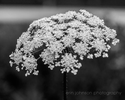 Black and White Queen Anne's Lace 0002 | Flower Photography Print