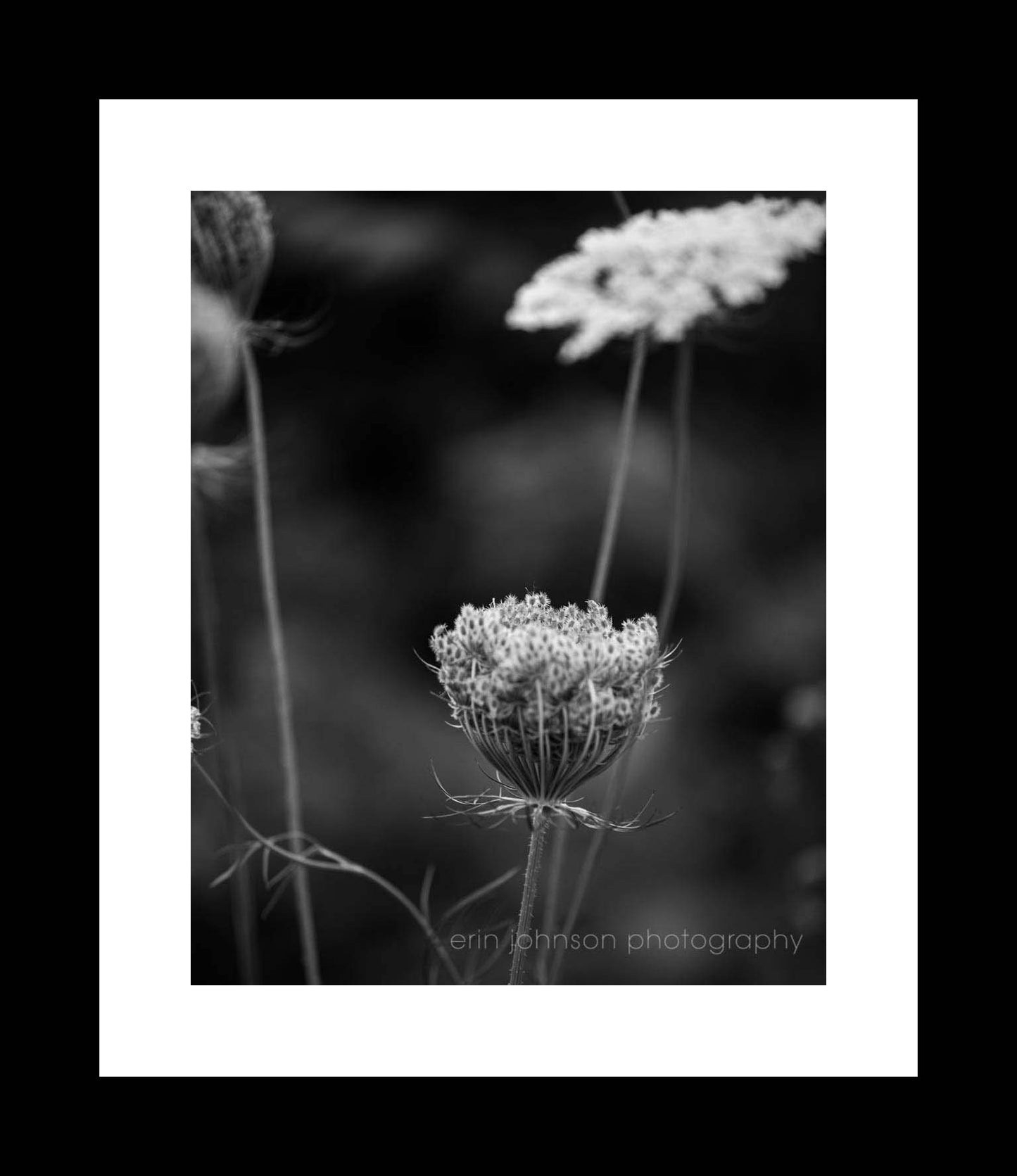 Black and White Queen Anne's Lace 0013 | Flower Photography Print