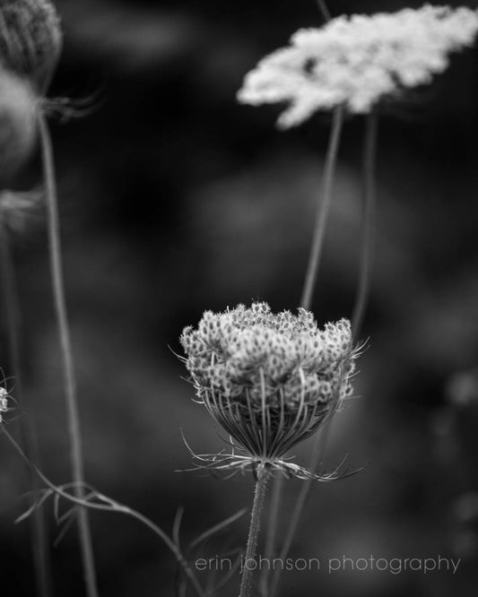 Black and White Queen Anne's Lace 0013 | Flower Photography Print