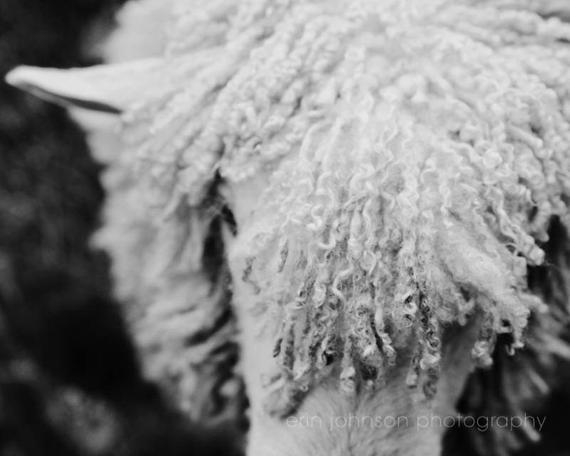 a black and white photo of a sheep