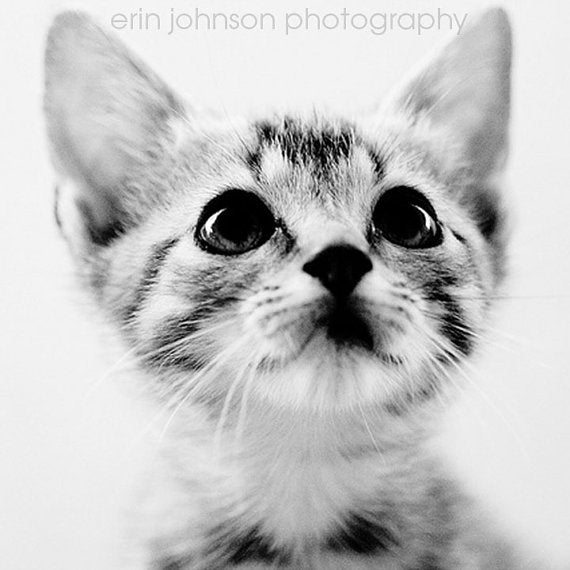 Black and white image of a baby kitten with a blurred background.