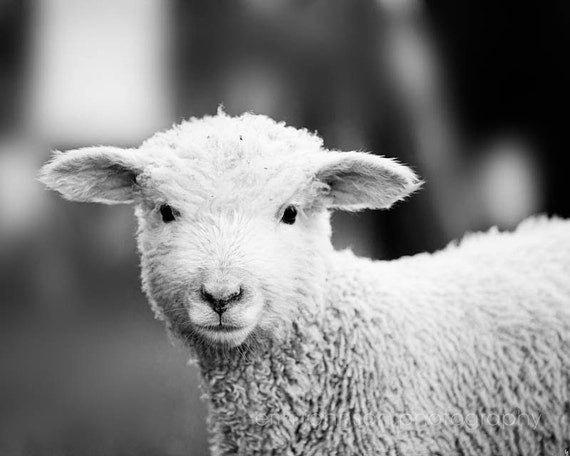 Black and white photograph of a baby lamb, rustic farm animal art perfect for nursery décor, farmhouse style, or country home photography.