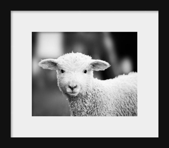 Black and white photograph of a baby lamb, rustic farm animal art perfect for nursery décor, farmhouse style, or country home photography.