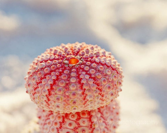 photograph of two stacked sea urchins on the beach