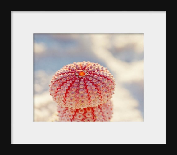 photograph of two stacked sea urchins on the beach