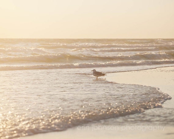 a photography print of a seagull standing in the surf at the beach