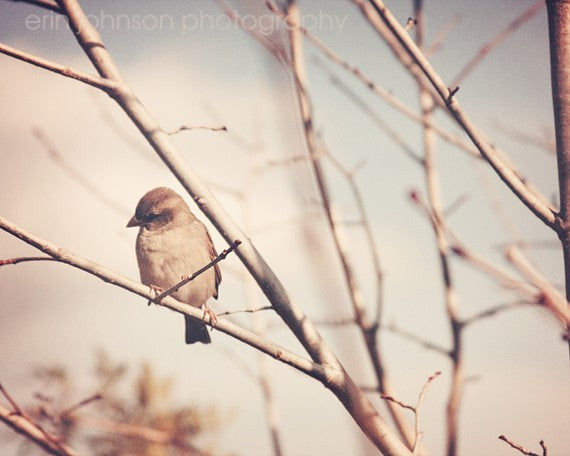 A photograph of a bird perched on a branch, with a blurred background of a tree in winter.
