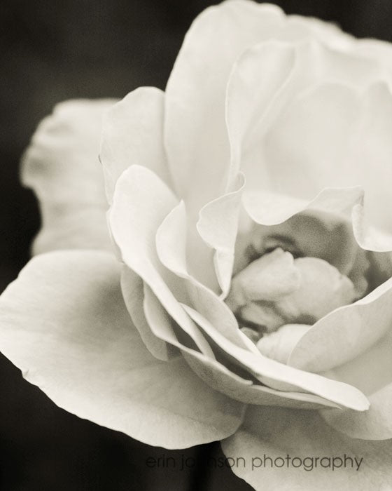 Fine art photograph of a soft white rose, elegant floral wall art print