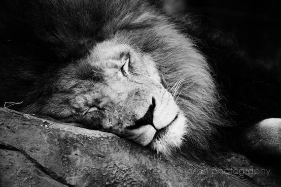 Black and white photography print of a sleeping lion, wildlife animal wall art for home decor