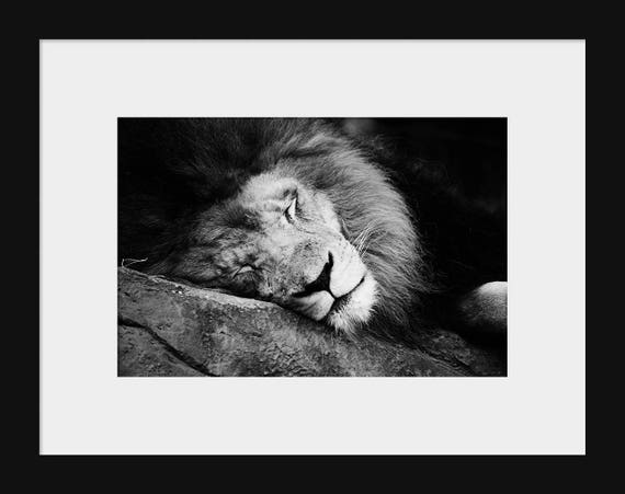 The Sleeping Lion – Black and White Wildlife Photography Print