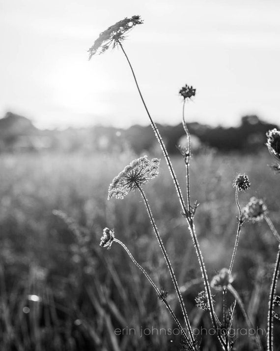 Black and white photograph of Queen Anne's Lace wildflowers in a field.