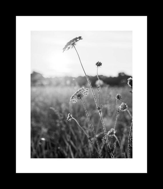 Black and white photograph of Queen Anne's Lace wildflowers in a field.