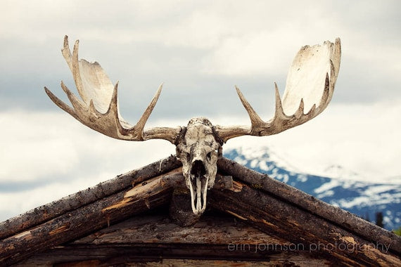 A photograph featuring a moose skull with antlers, positioned above a wooden structure in Alaska, likely a part of a travel or landscape series.