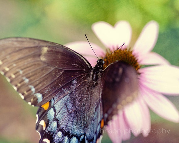 Eastern Black Swallowtail butterfly photography print, nature-inspired wall art for home decor