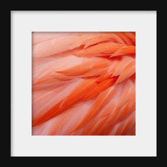 Pink flamingo feather close-up photography print, minimalist bird wall art home decor, soft blush flamingo wall print