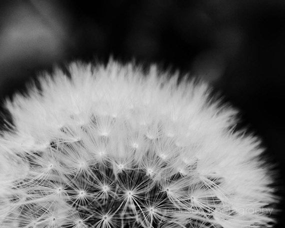 a black and white photo of a dandelion
