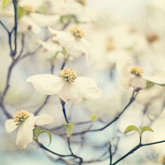a close up of a tree with white flowers