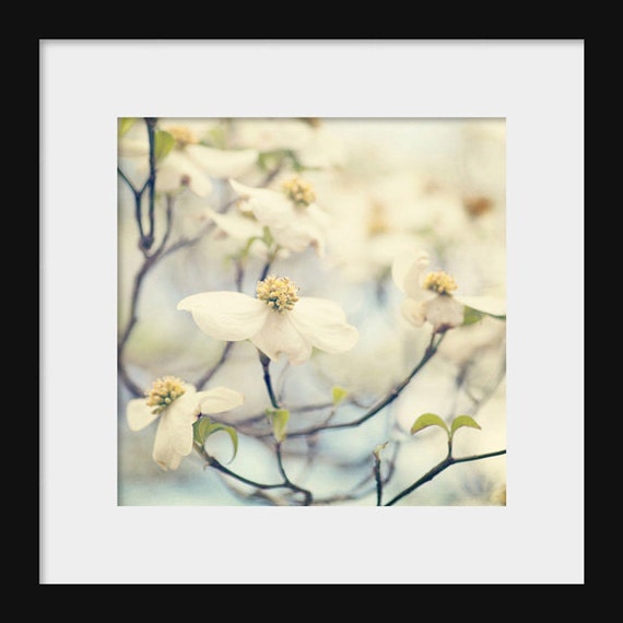 Dogwood Blossoms | Flower Photography