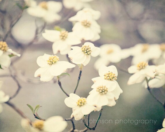 Fine art photograph of blooming spring dogwood blossoms, floral wall art print