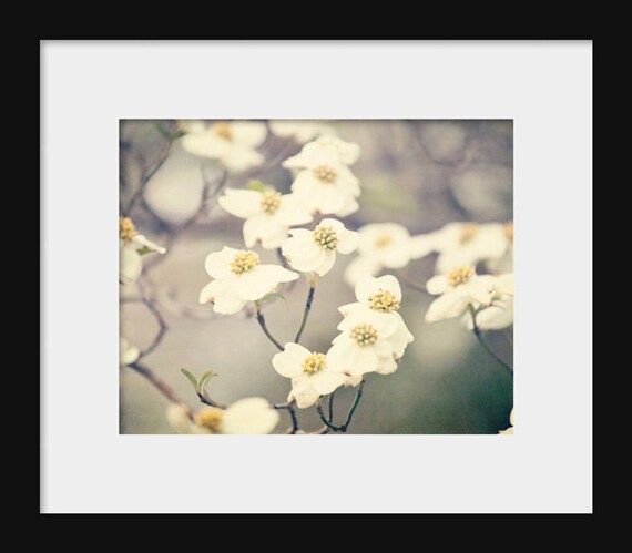 Fine art photograph of blooming spring dogwood blossoms, floral wall art print