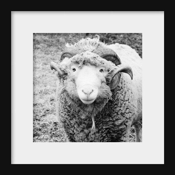 Farm Sheep | Black and White Animal Photograph