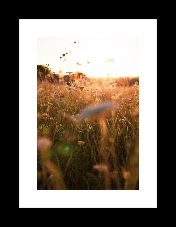 Field of Queen Anne's Lace | Flower Photography Print
