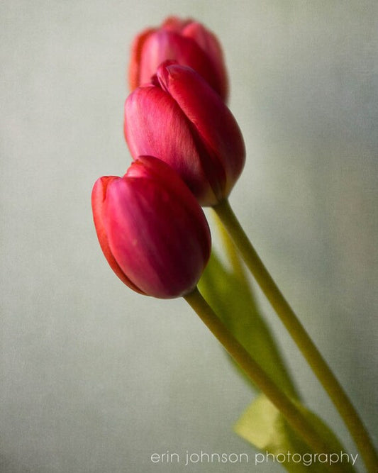 three red tulips in a vase on a table
