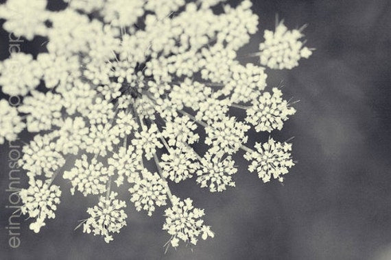 Black and white photograph of Queen Anne's Lace flower with a blurred background.